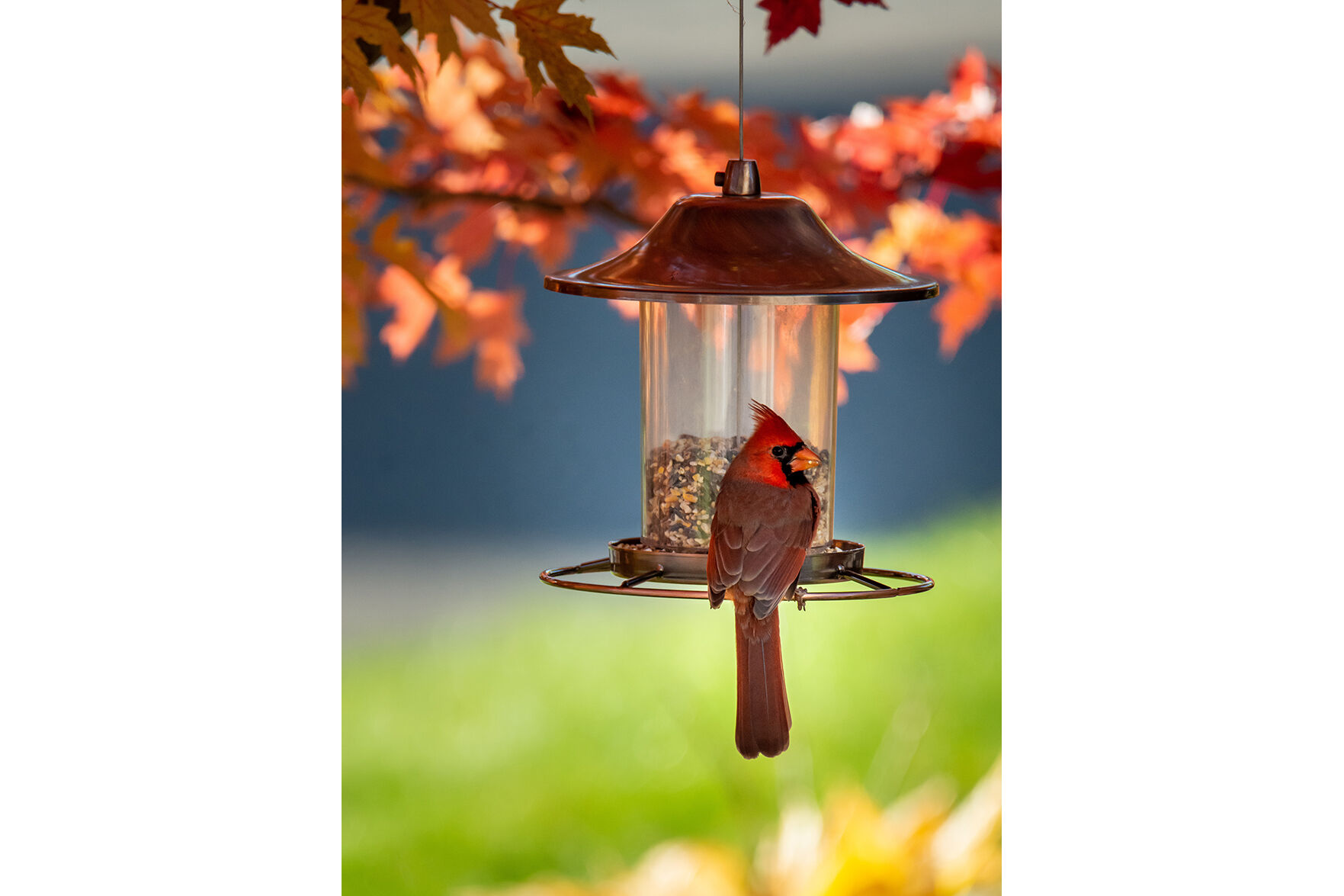 Cardinal bird on a bird feeder